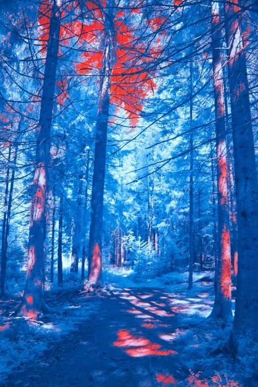 a forest area with blue and red trees