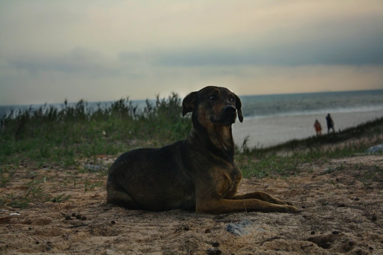a dog is sitting on the beach with its mouth open