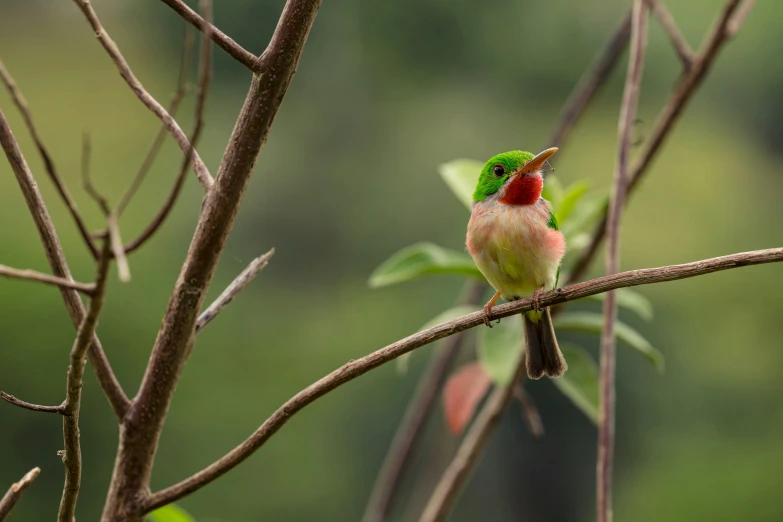 a hummingbird with green wings on a nch