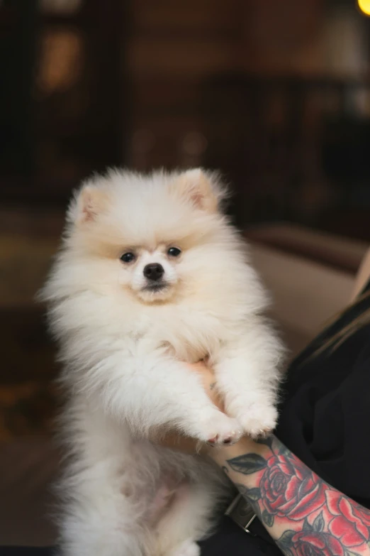 a little white puppy is standing on the floor