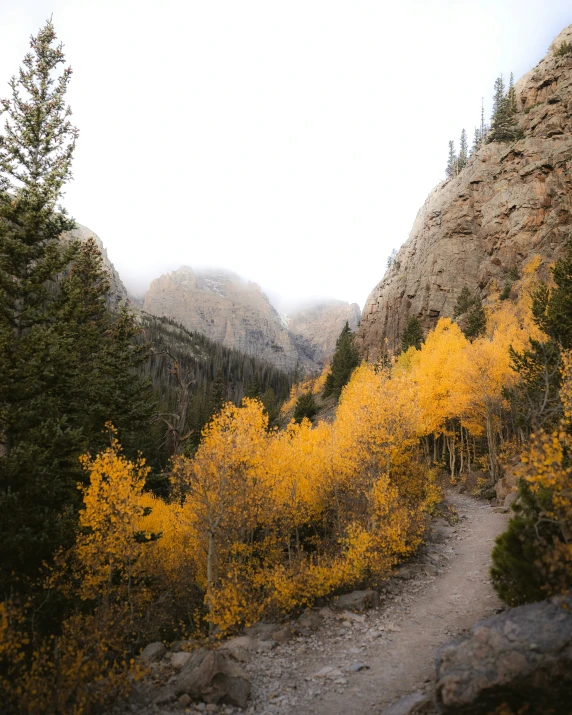 a mountain with yellow leaves on it, in the distance is mountains