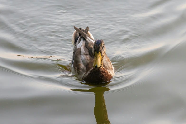 a close up of a duck in a body of water