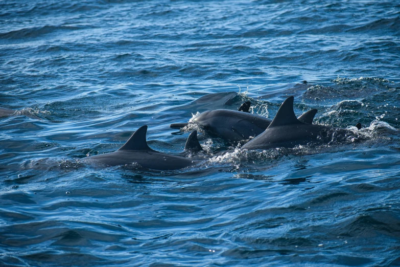 three dolphins swimming in the ocean together