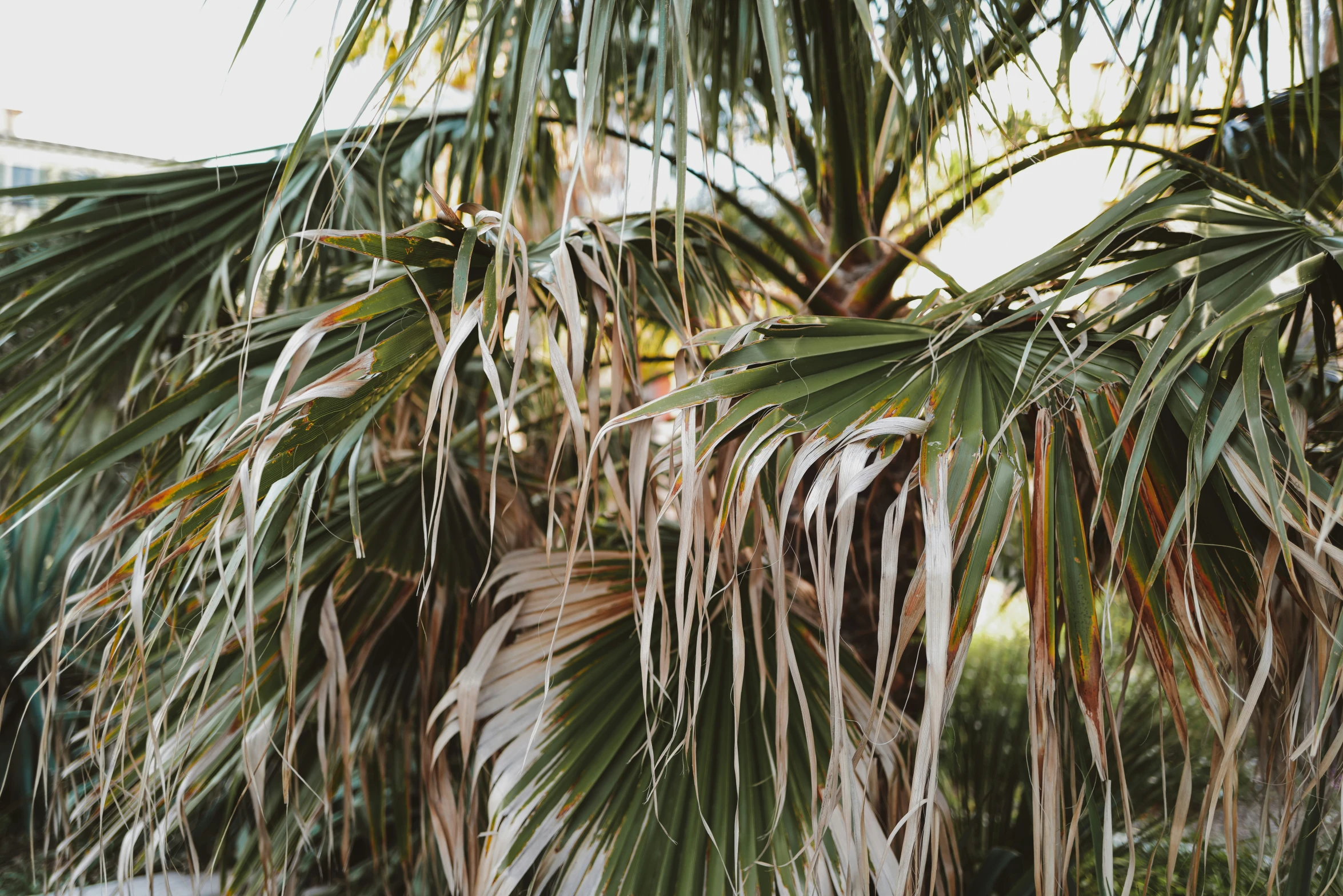 a palm tree with large leaves in the daytime