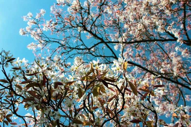 blossoming tree nches against blue sky on a sunny day