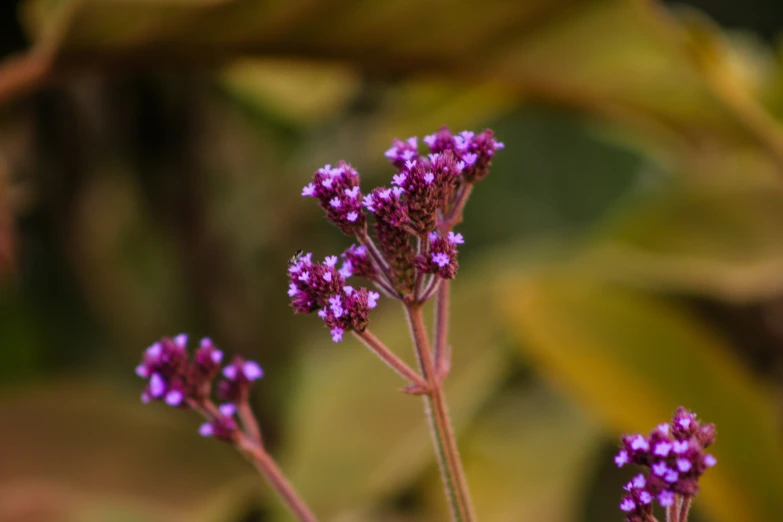 a nch with small purple flowers in the distance