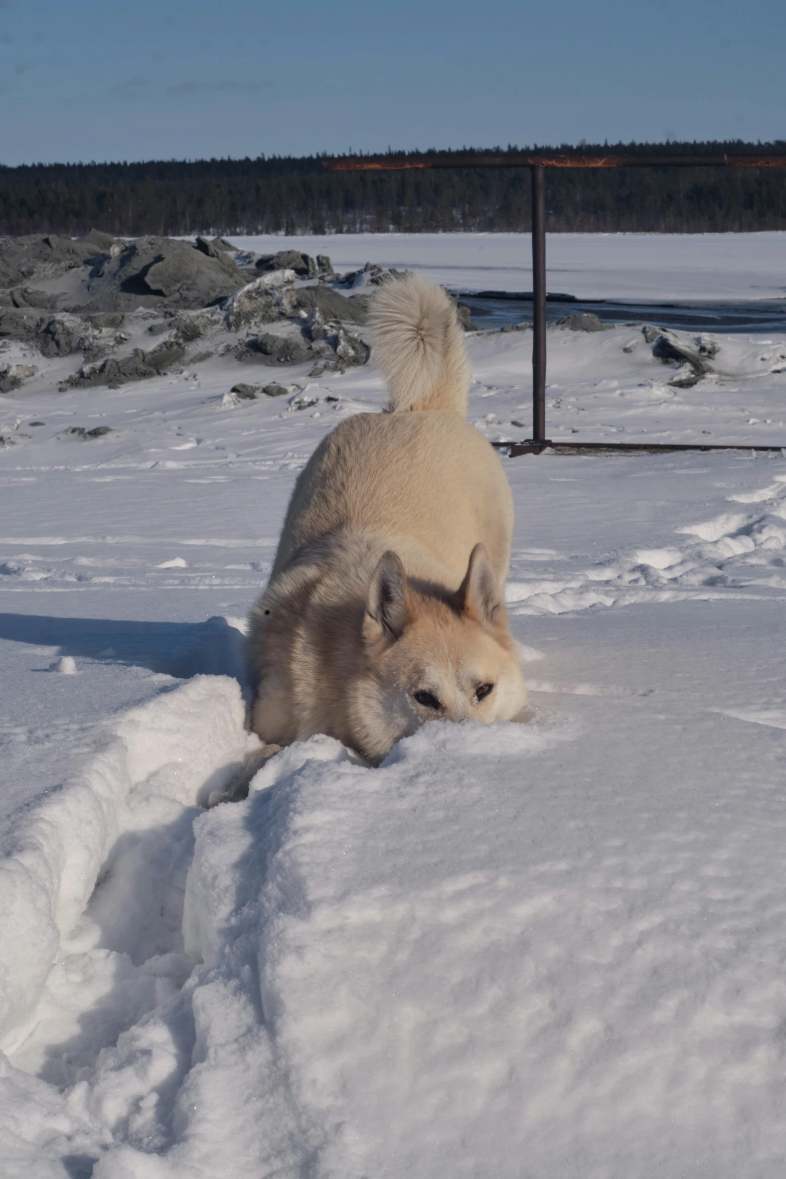 an alaskan dog walking on snow near water