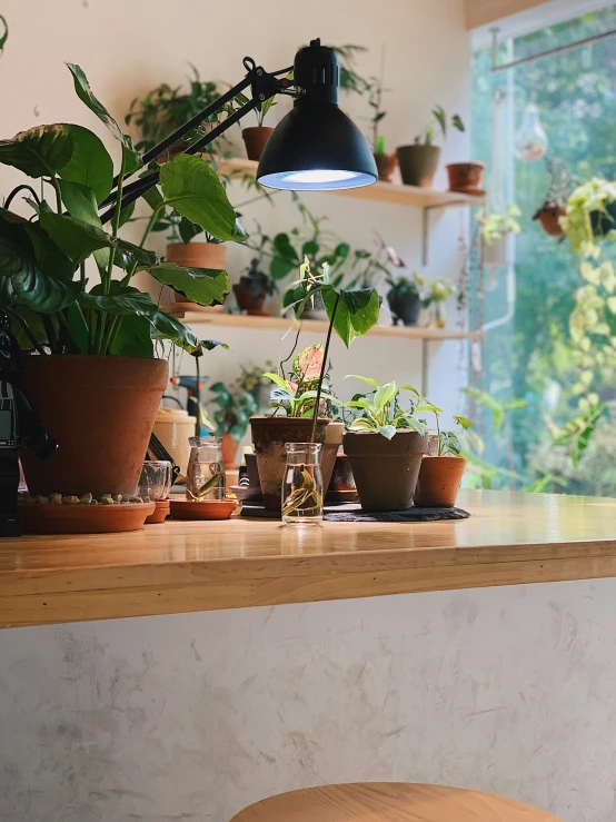 houseplants are on a ledge by a table