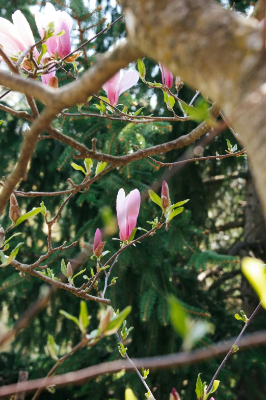 pink flowers in bloom on a tree nch