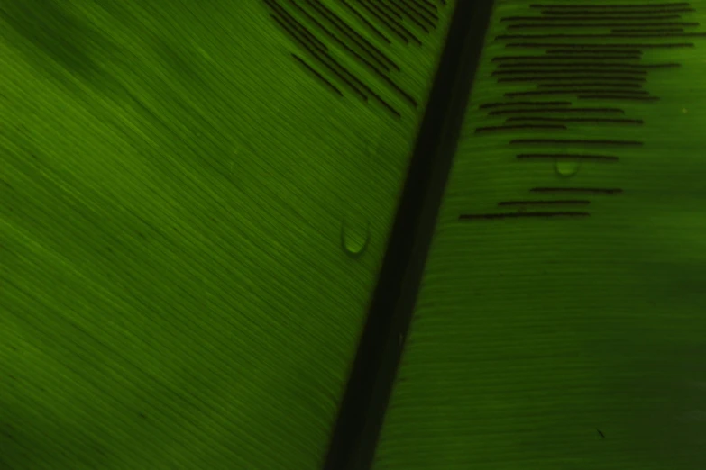 a large green leaf that has a thin line of lines drawn across it