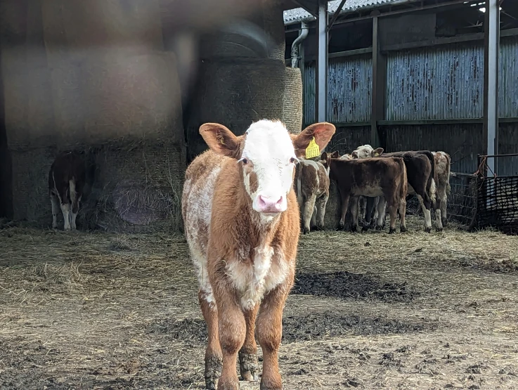 a young cow is looking at the camera