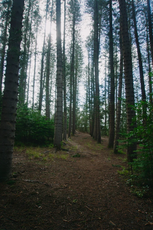 a path through the woods with some tall trees in the background