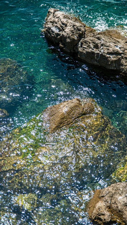 a bird sits on a rock at the edge of the water