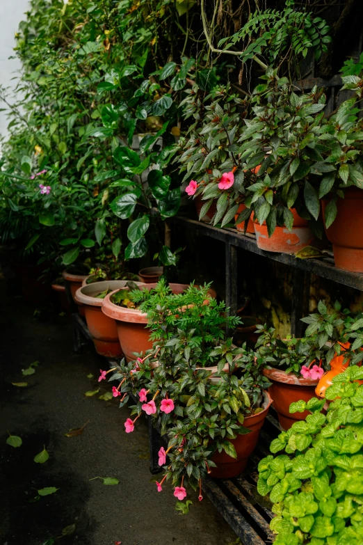 plants in the greenhouse with some hanging pots