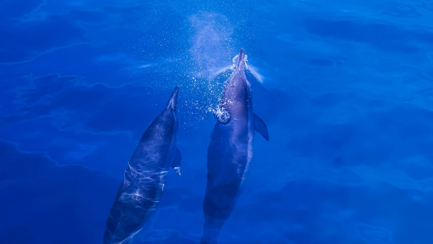 two dolphins jump out of the water and into the air