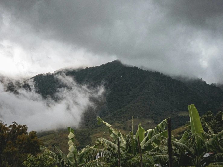 a cloud covered mountain in the background with trees and bushes