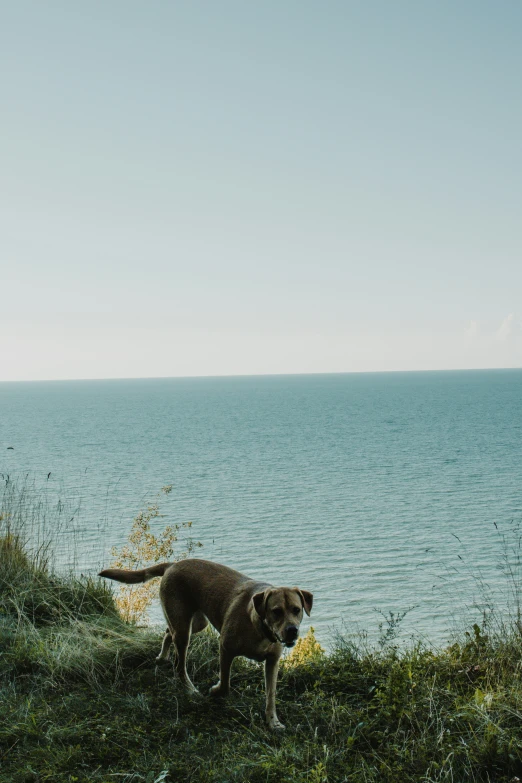 a dog is looking at the ocean on the hill