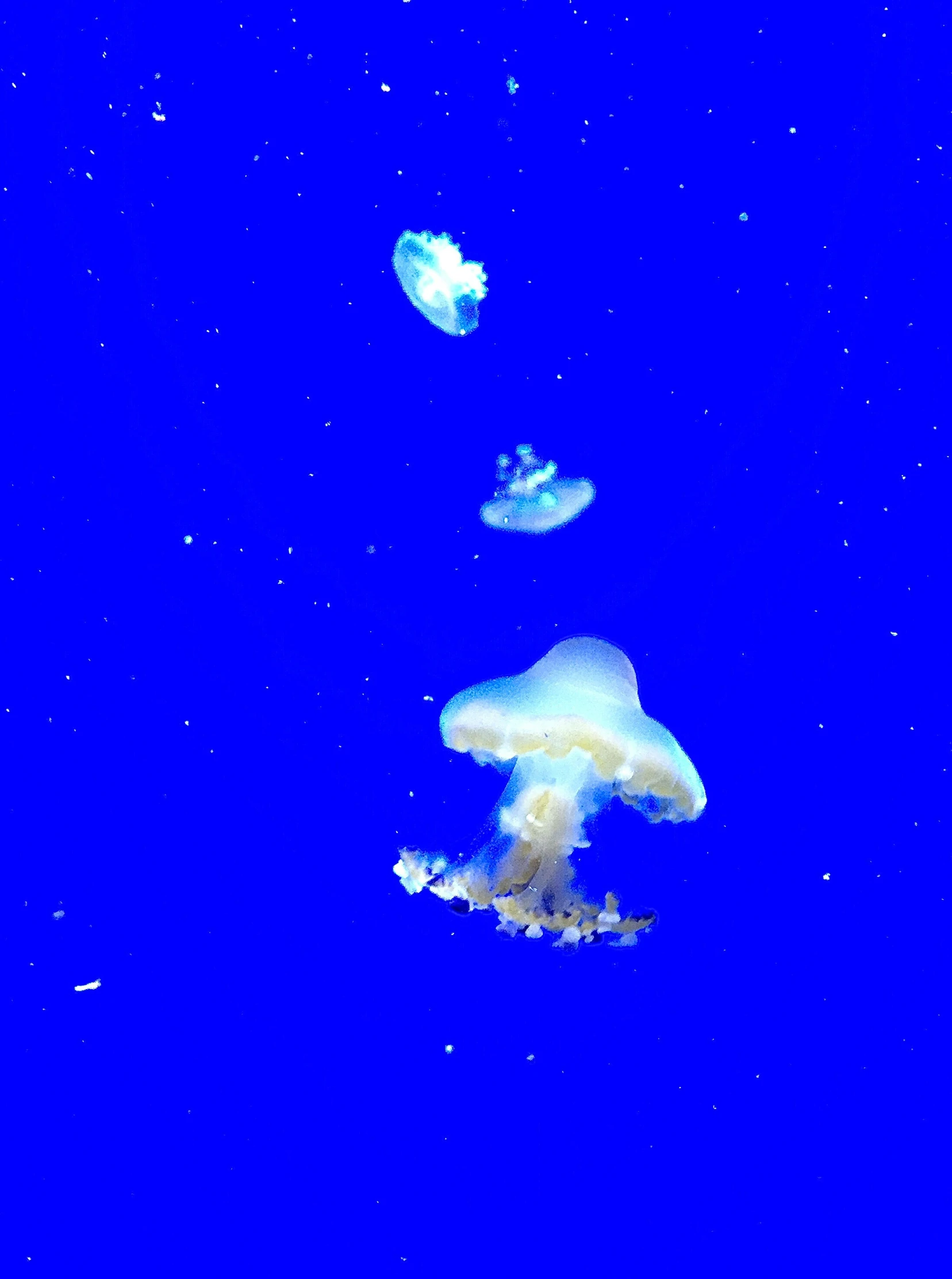 the sky is really blue, it looks like an underwater mushroom