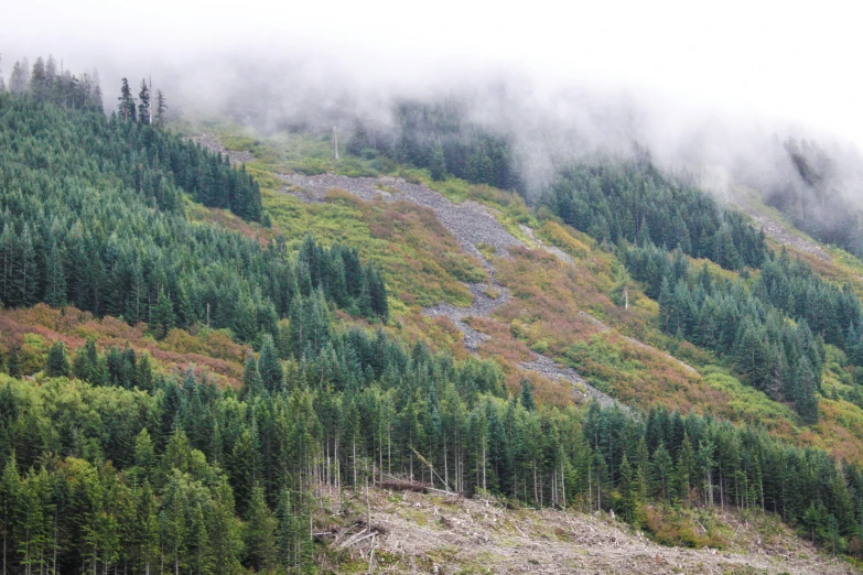 a hillside that has trees growing on it