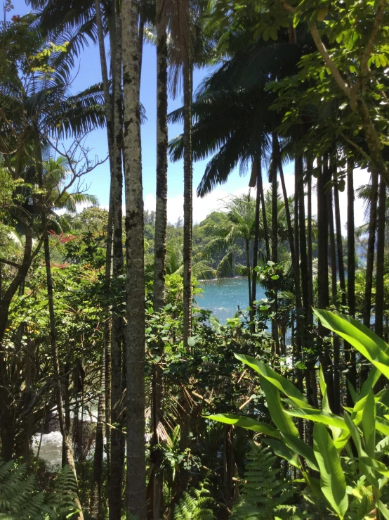 the view of water is shown through the trees