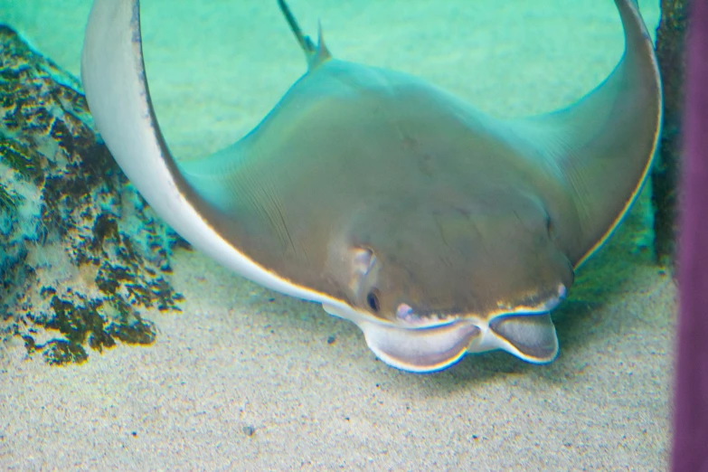 an image of a very large stingfish in the ocean