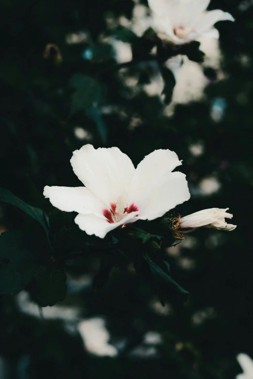 a white and pink flower is seen against a black background