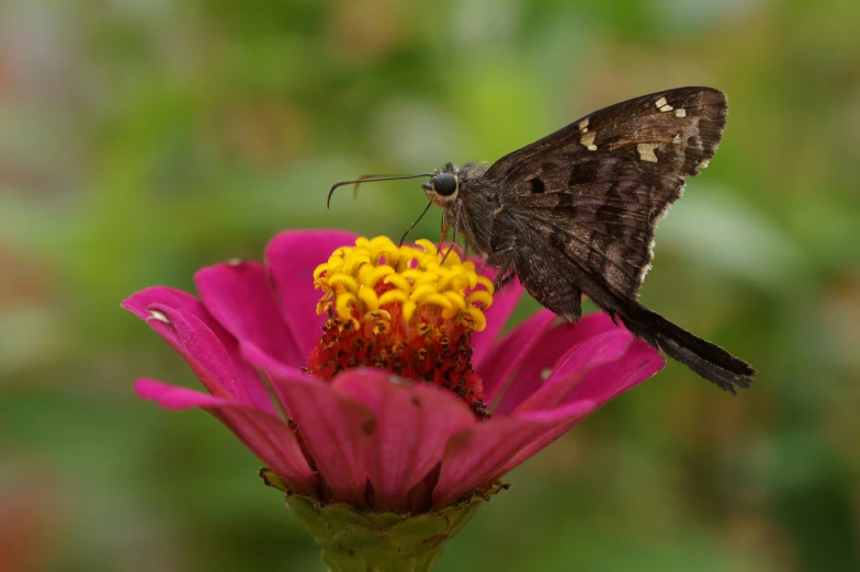 the brown and white erfly is on the pink flower