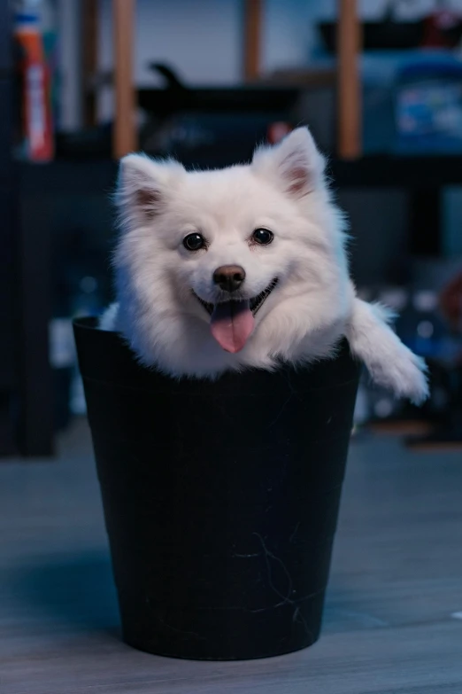 the small white dog is sitting inside a large container