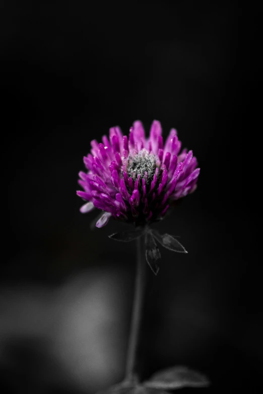 a flower that is purple and has a stem with leaves on it