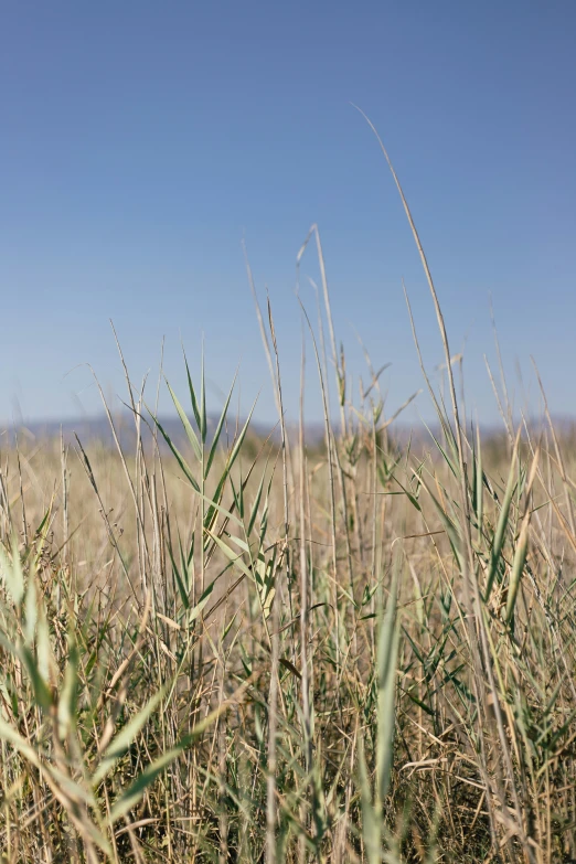 grass in a field is shown with a sky background