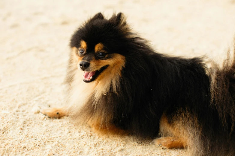 a dog standing on top of a sandy ground