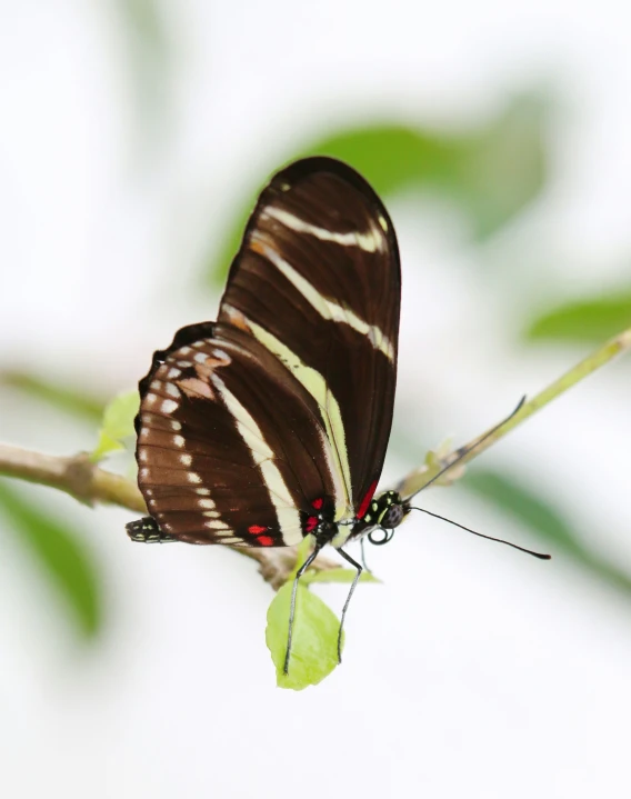 the beautiful brown erfly is sitting on a leaf