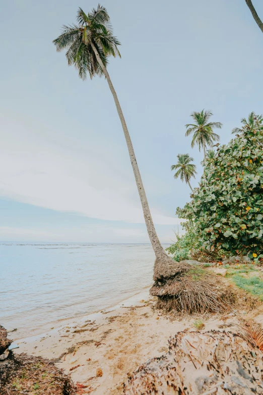 a beach with some coconut trees and water