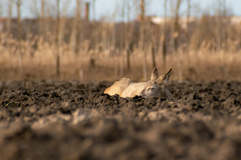 a dead animal sitting in the dirt surrounded by woods