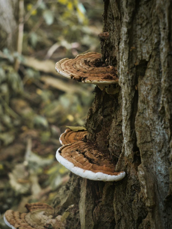 a mushroom tree has mushrooms growing on it