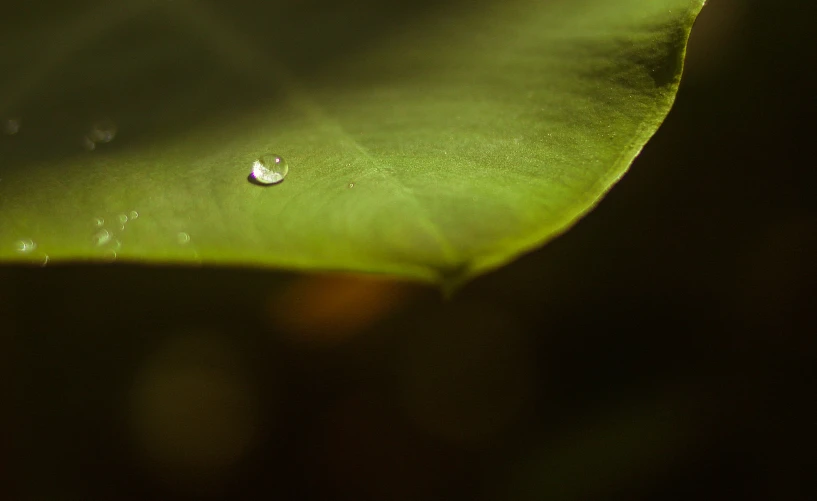 water drop on a large leaf at night time