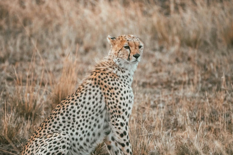 a cheetah sits in a dry grassy field