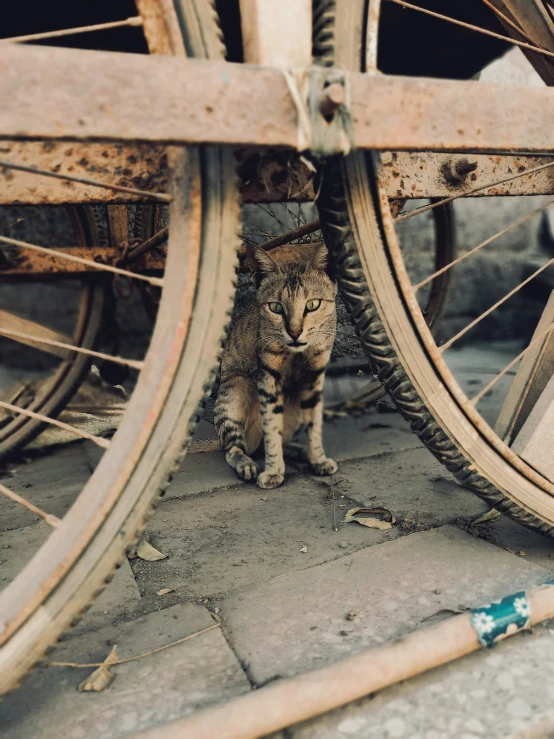 a cat under some old looking old and dirty tires