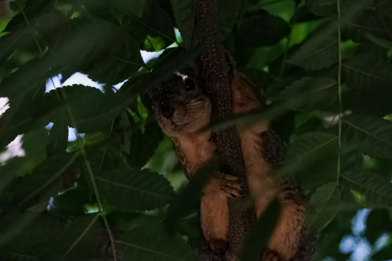 a monkey sitting in the middle of a tree