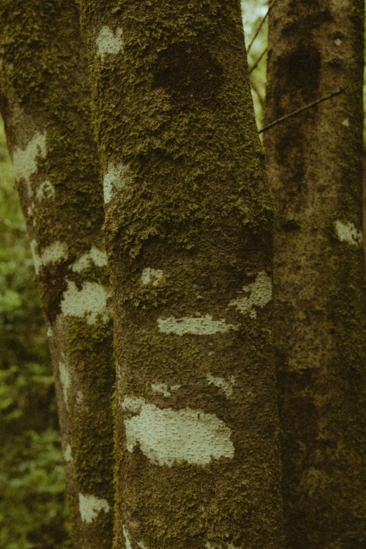 three trees that have some moss growing on them