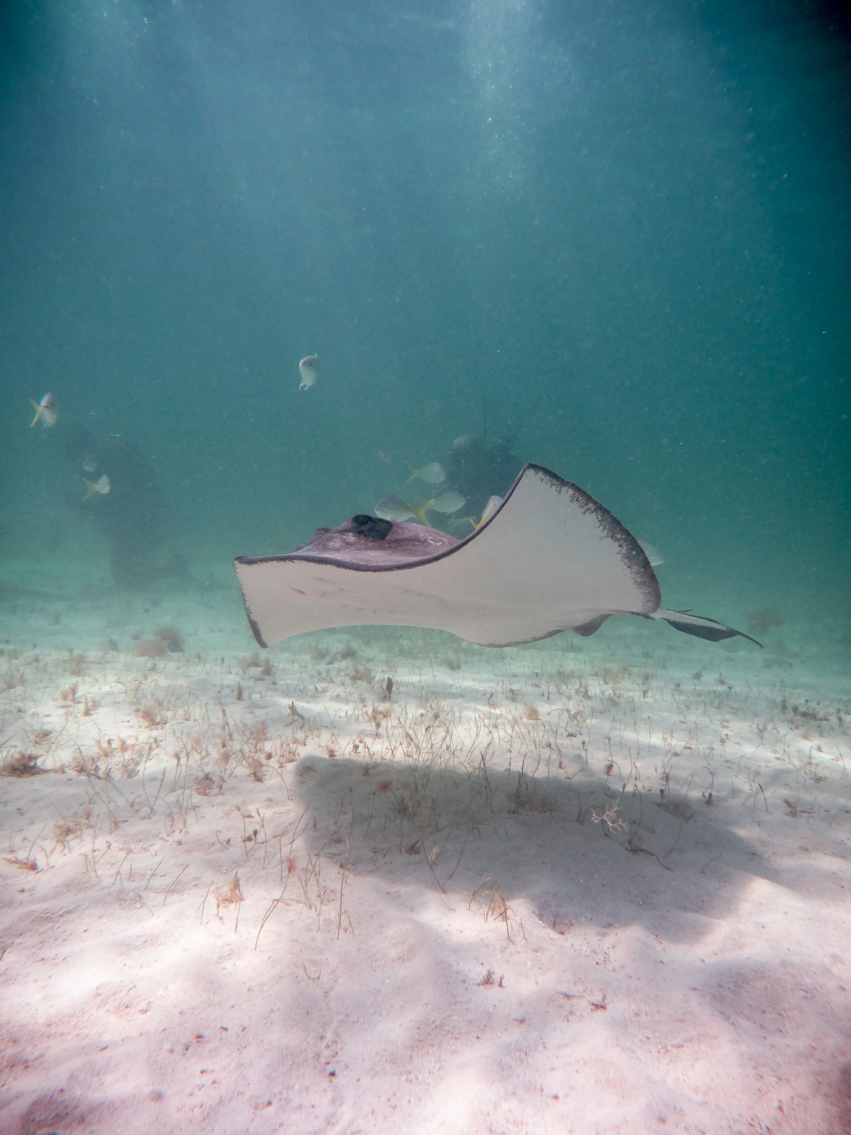 a large stingbee flying over a sandy bottom