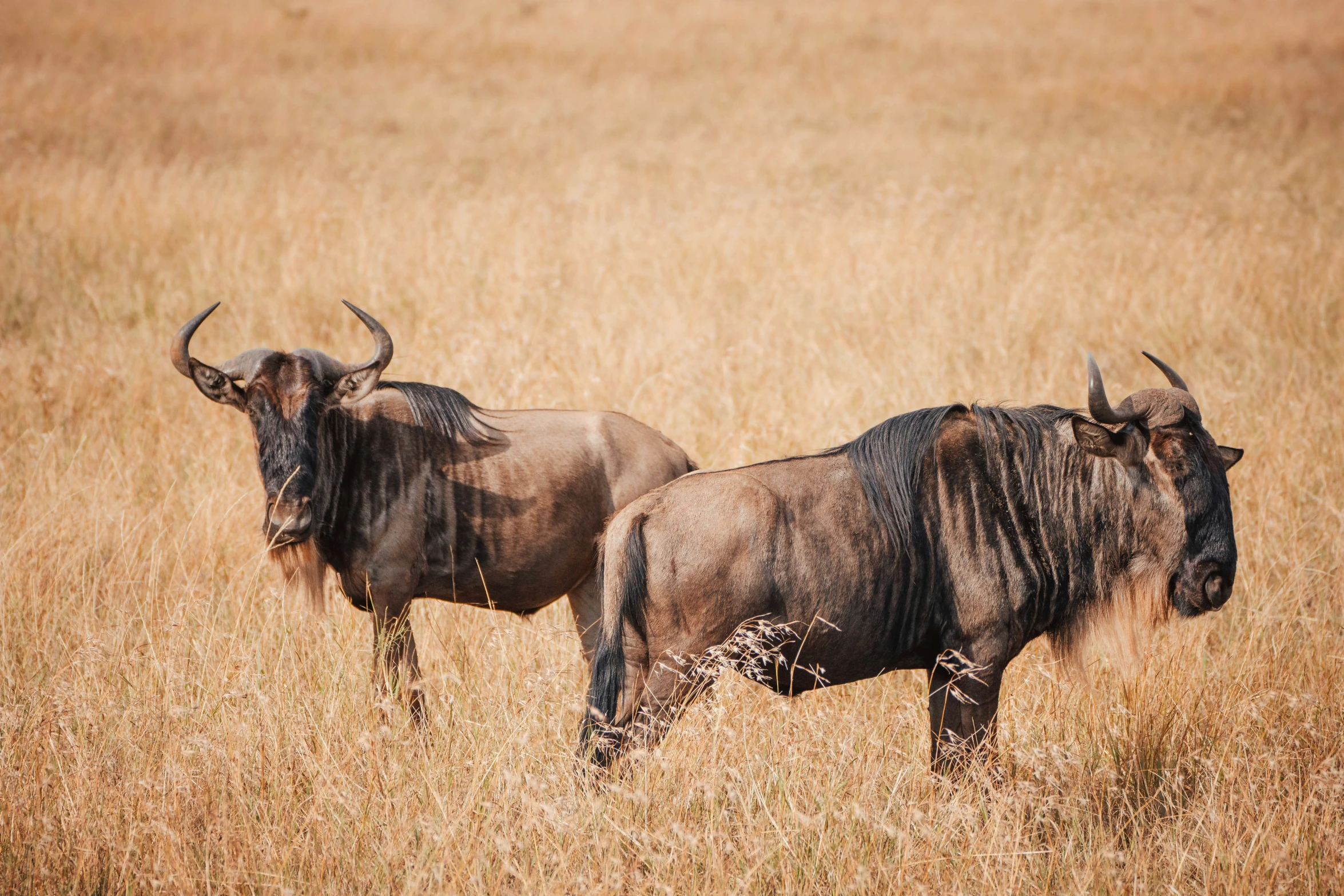 a couple of animals that are standing in the grass