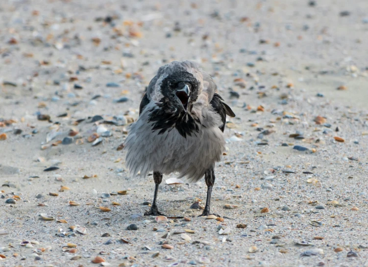 a grey bird sitting on top of gravel covered ground