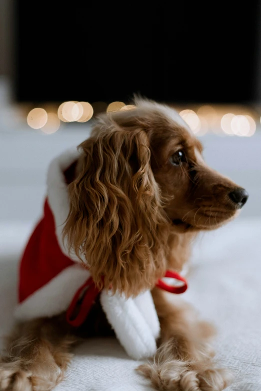 a little dog wearing a santa hat