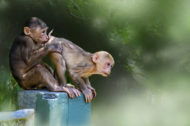 two monkeys sitting next to each other on top of a cement platform