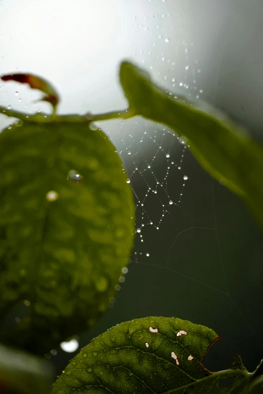 a spider web is hanging on the top of a leaf