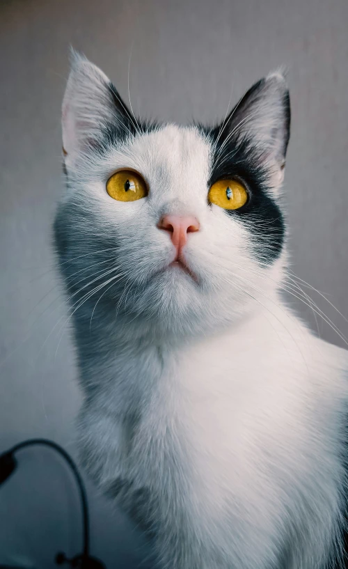 an animal has yellow eyes as if he were a cat