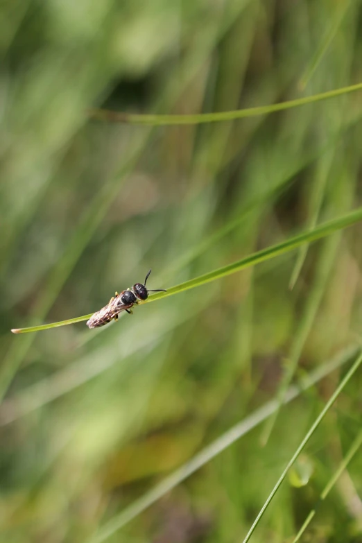 the fly is resting on the blade of the grass