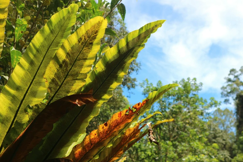 a tree leaf with large green and red leaves