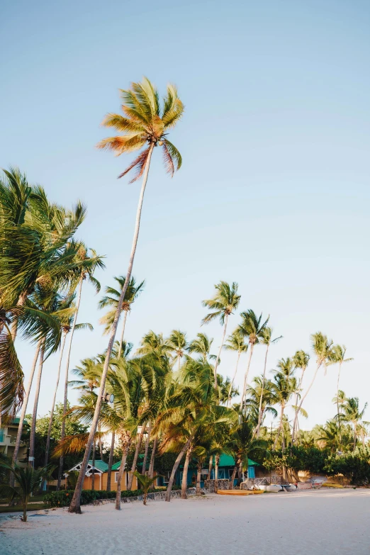 a view from the beach with palm trees and a blue cabin in the distance